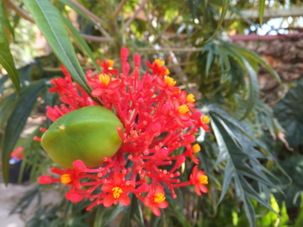 Pimento Lodge Resort Port Antonio Exteriör bild