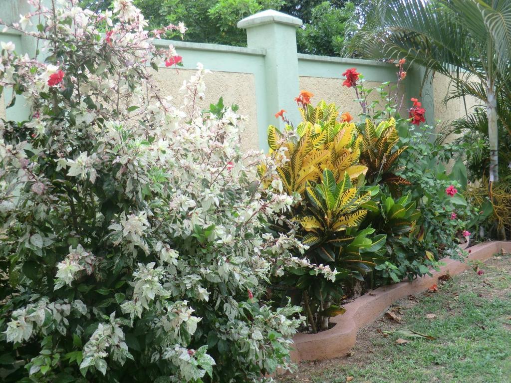 Pimento Lodge Resort Port Antonio Rum bild